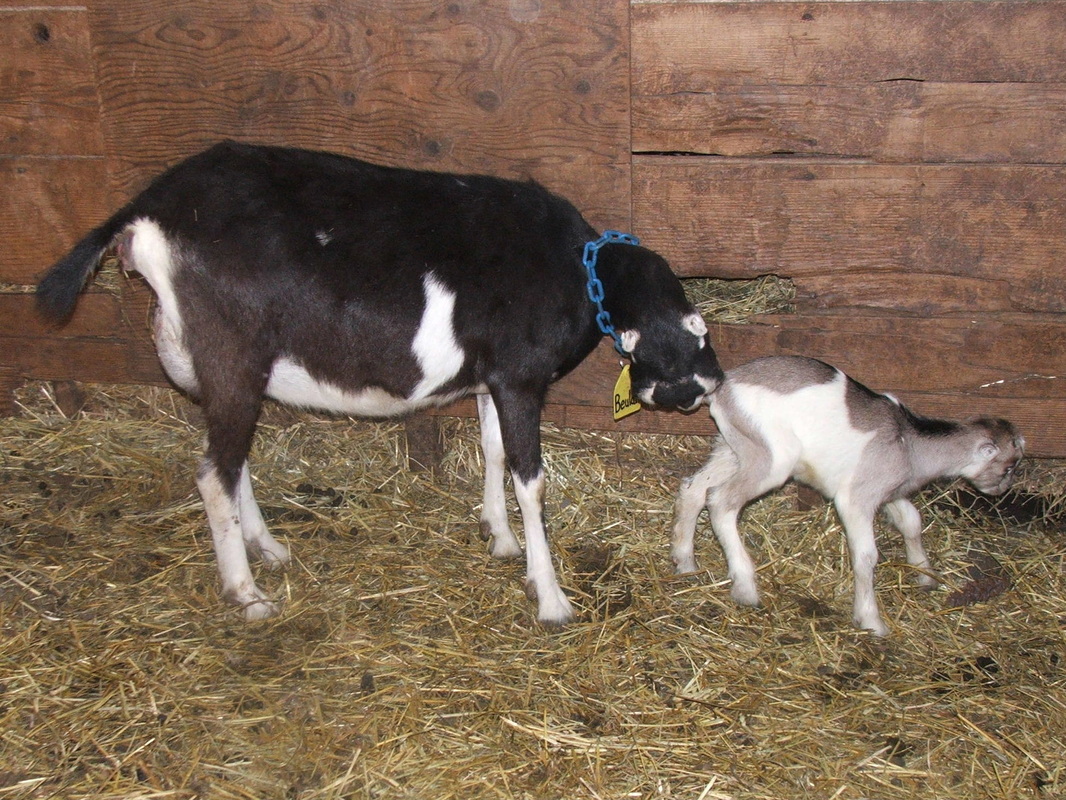 LaMancha Does - Hobby Farm Dairy Goats